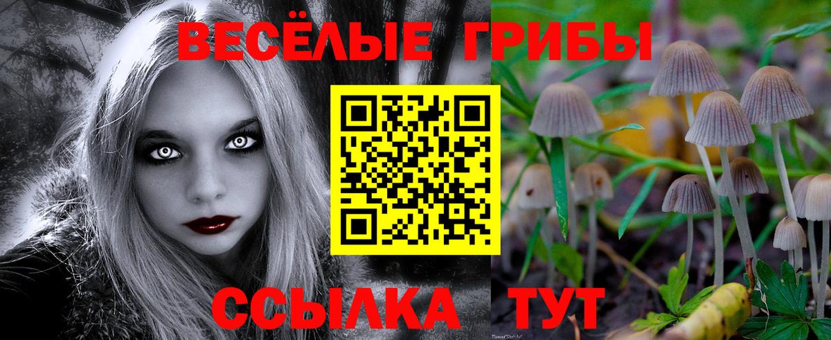 Галлюциногенные грибы Psilocybine cubensis Губкинский